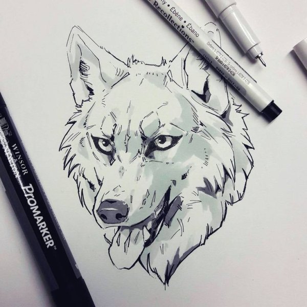 Волки фломастерами для скетча