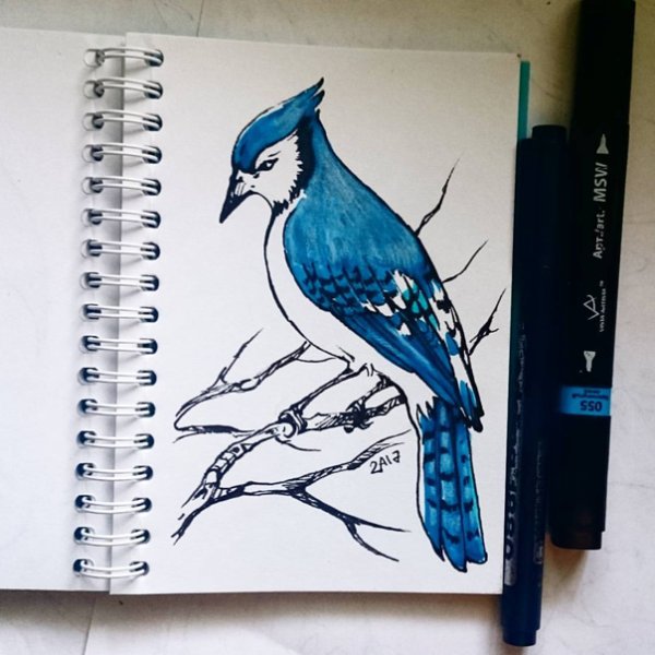 Птицы скетч маркерами