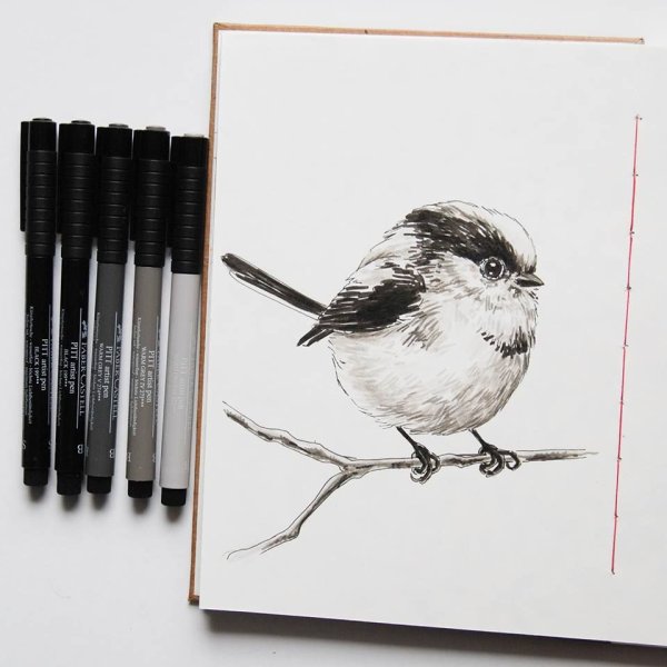 Зарисовки птиц фломастерами