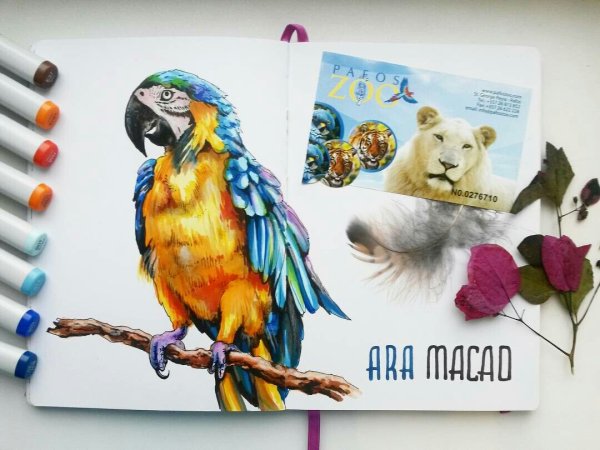 Попугай маркерами для скетчинга