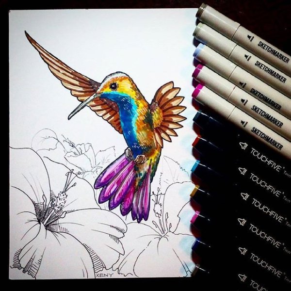 Попугай скетч маркерами