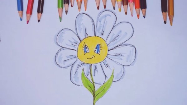 Рисование ромашек карандашом