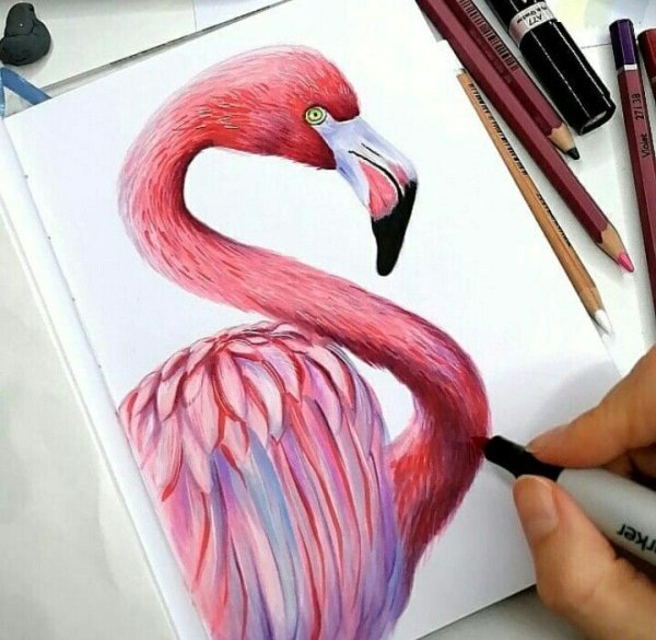 Фламинго цветными карандашами