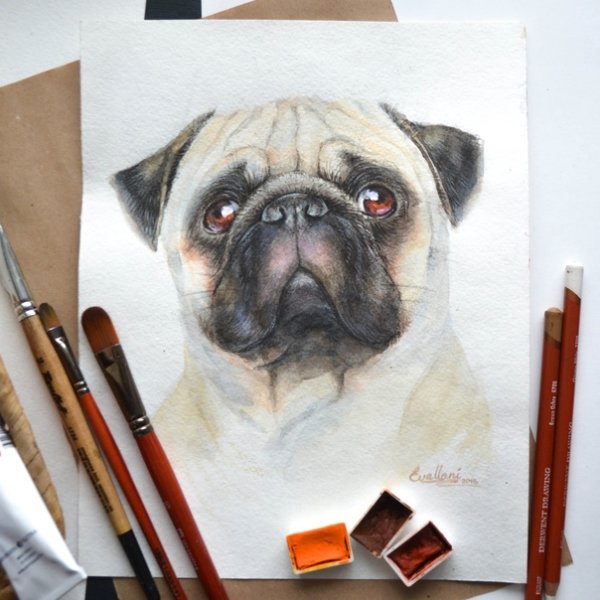 Мопс цветными карандашами