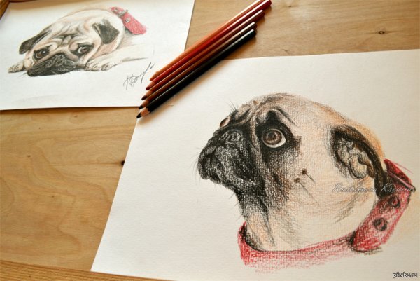 Рисунок для срисовки фломастерами Мопс