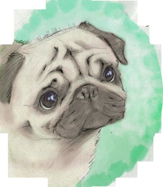 Собака АНАСТАСИЗ Мопс