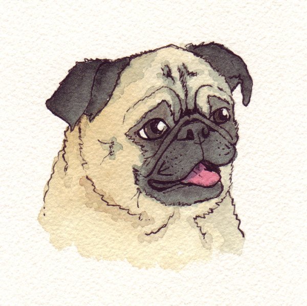 Мопс для срисовки