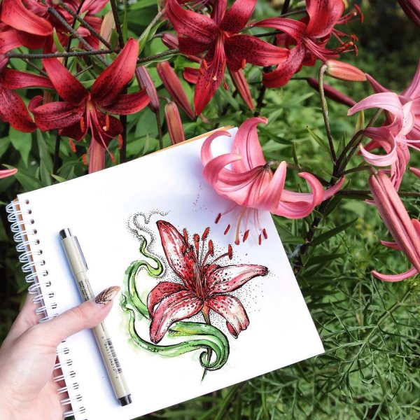 Скетчинг цветы