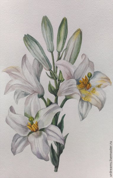 Блэкберн лилии