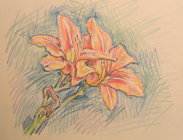Лилии карандашом