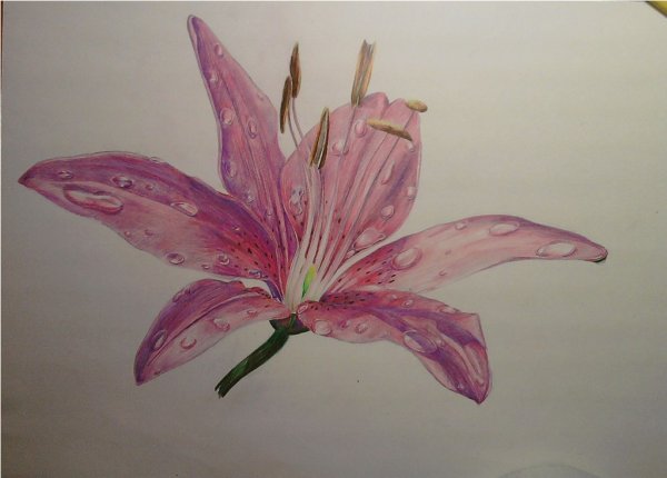 Лилии акварельными карандашами
