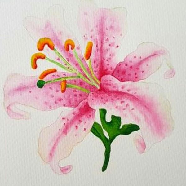 Лилия цветок рисунок красками