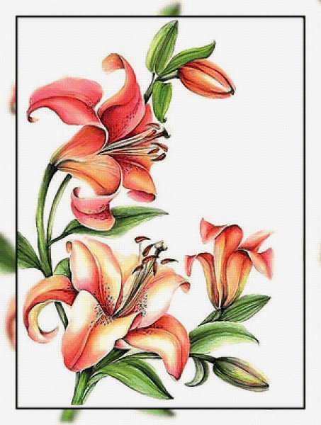 Лилия рисунок цветной