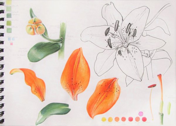 Ботаника рисование