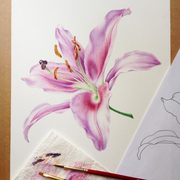 Лилии набросок акварелью