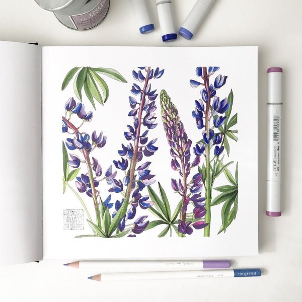 Тюльпаны фломастерами