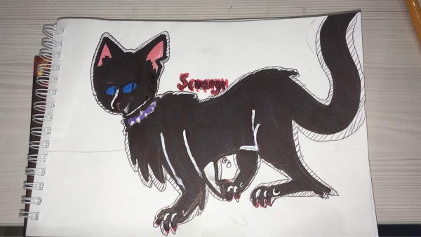 Коты Воители в скетчбук Бич