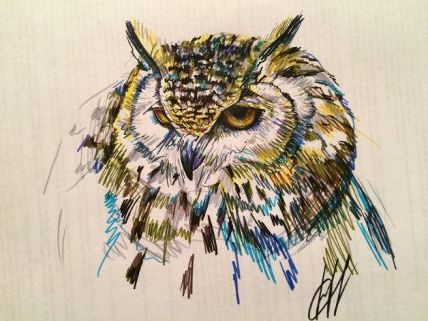 Скетчинг Сова