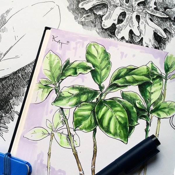 Ботанический скетчинг като Иванникова