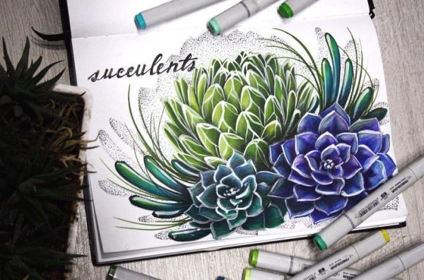 Ботаническая иллюстрация маркерами Суккуленты