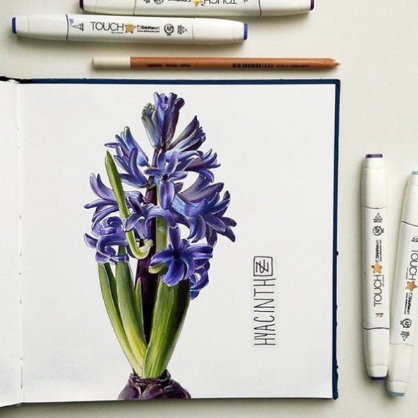 Скетчинг Суккуленты