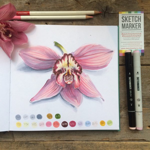 Артишок Ботанический скетч