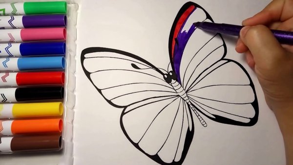 Бабочка фломастерами