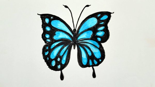 Бабочки для срисовки легкие
