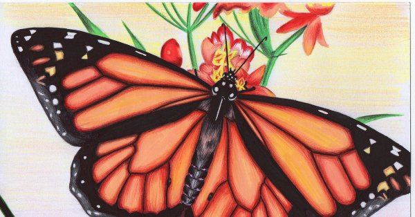 Бабочка рисунок фломастерами