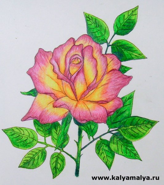 Роза для срисовки маркером