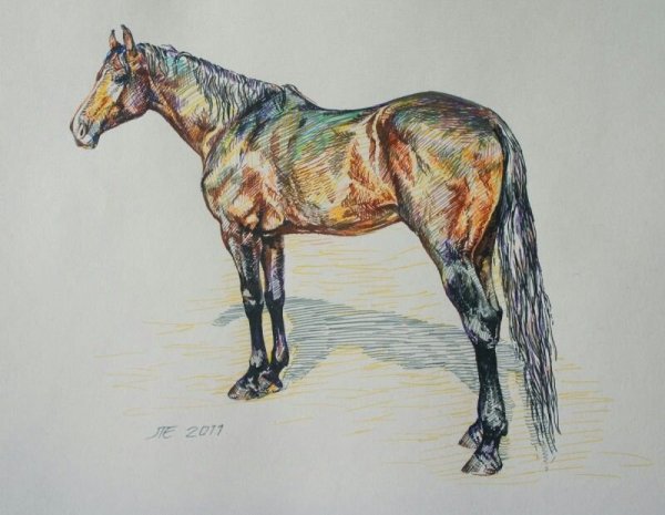 Рисунки лошадей фломастерами