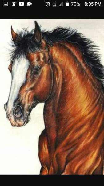 Лошадь фломастерами