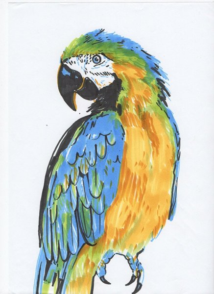 Скетчинг маркерами попугай