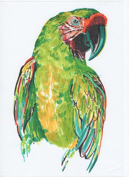 Попугай маркерами
