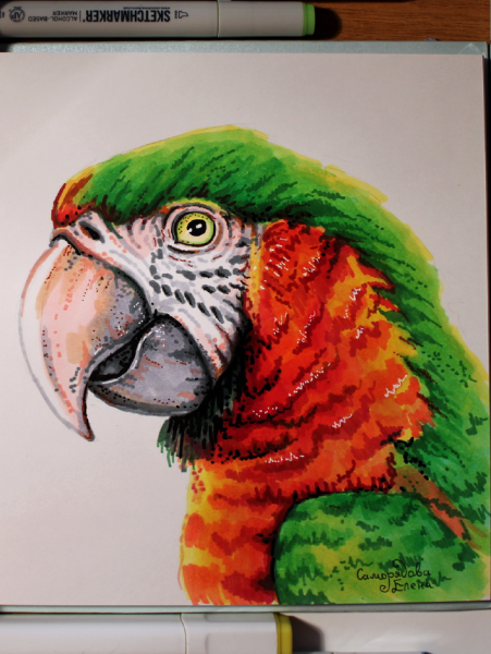 Попугай скетч маркерами
