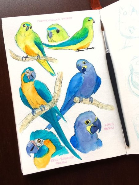 Скетчинг попугай