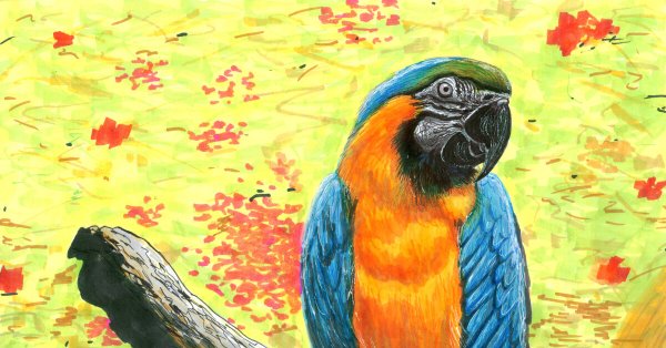 Попугай нарисовать маркерами