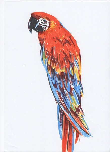 Попугай маркерами