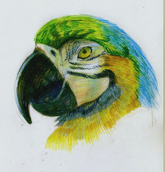 Попугай акварельными карандашами