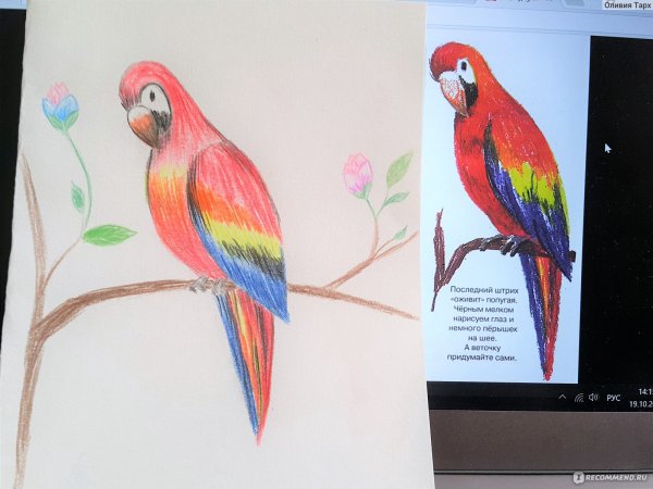 Попугай рисунок фломастерами