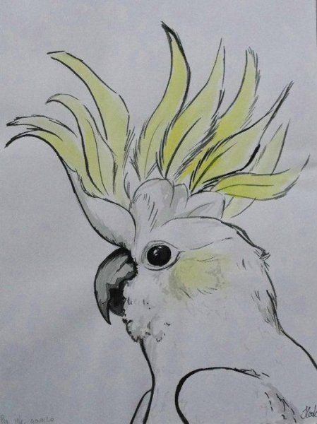 Попугай корелла акварель
