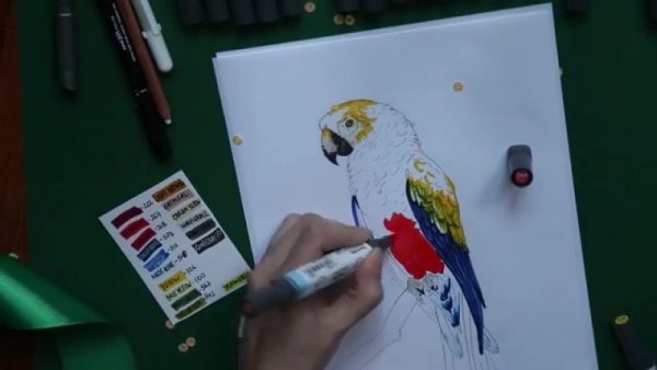Попугай скетч маркерами