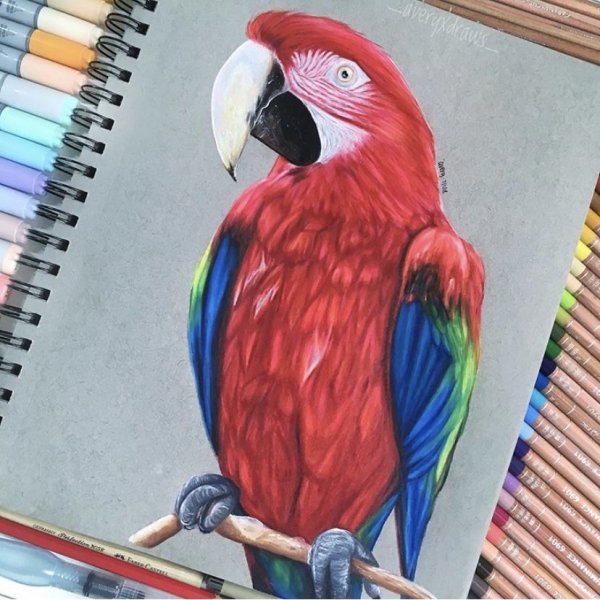 Попугай цветными карандашами