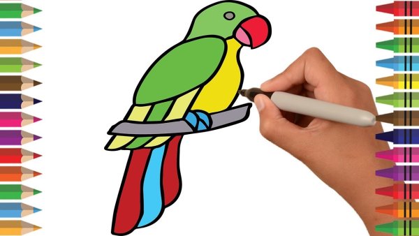 Попугай рисунок