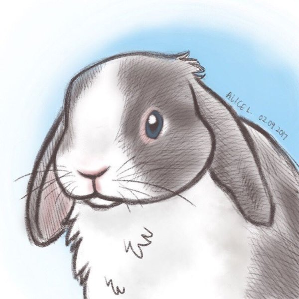 Кролик рисунок