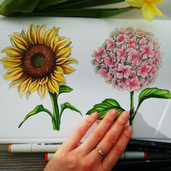 Подсолнухи скетч маркерами