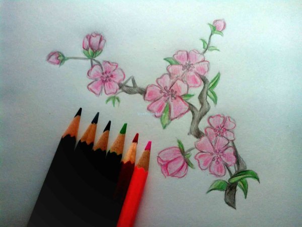 Сакура цветными карандашами