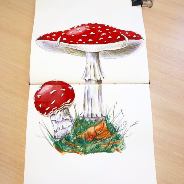 Мухомор скетч маркерами