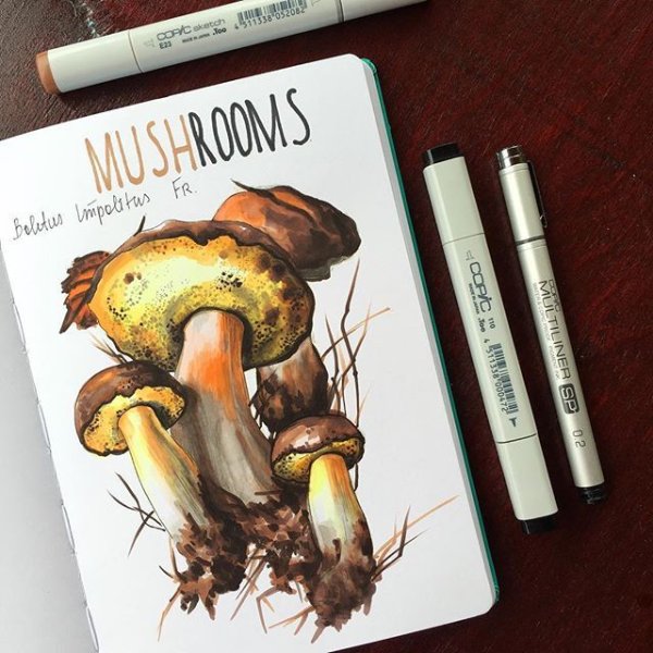 Грибы скетч мухоморы