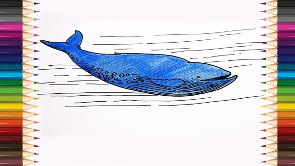 Кит фломастерами